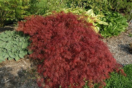 Buy Garnet Japanese Maple